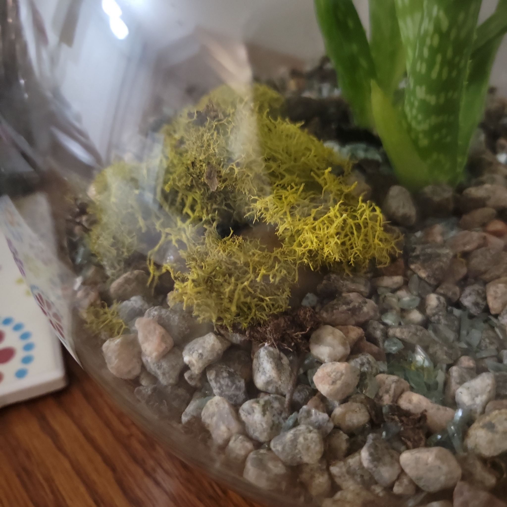Photo of the plant species Wolf lichen by @TopArrowhead named Cloudjumper on Greg, the plant care app