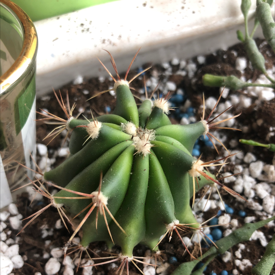 Devil's Tongue Barrel Cactus with healthy green color and prominent spines in well-draining soil.