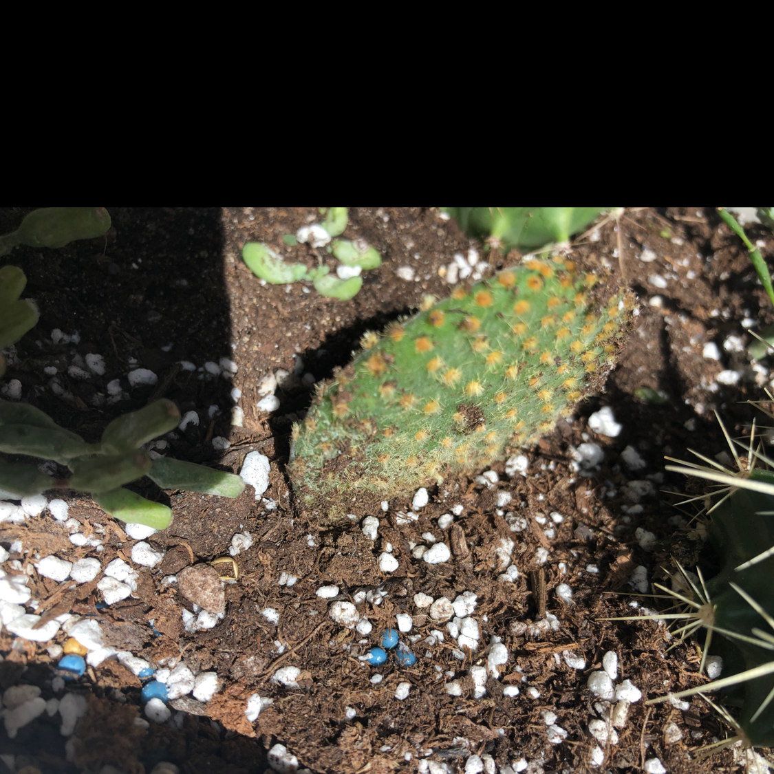 Arborescent Prickly Pear cactus with visible soil and some browning.