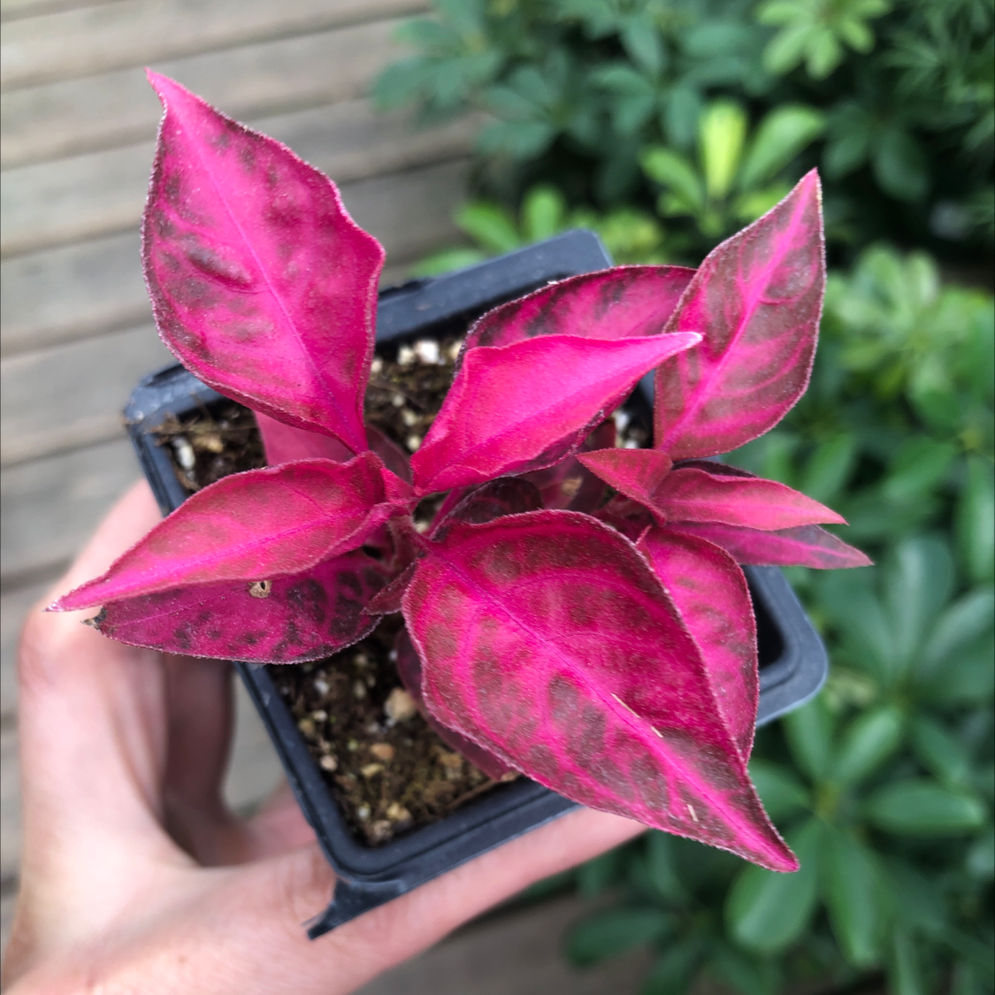 A healthy Hairy Joyweed plant with vibrant pink leaves in a small pot, held by a hand.