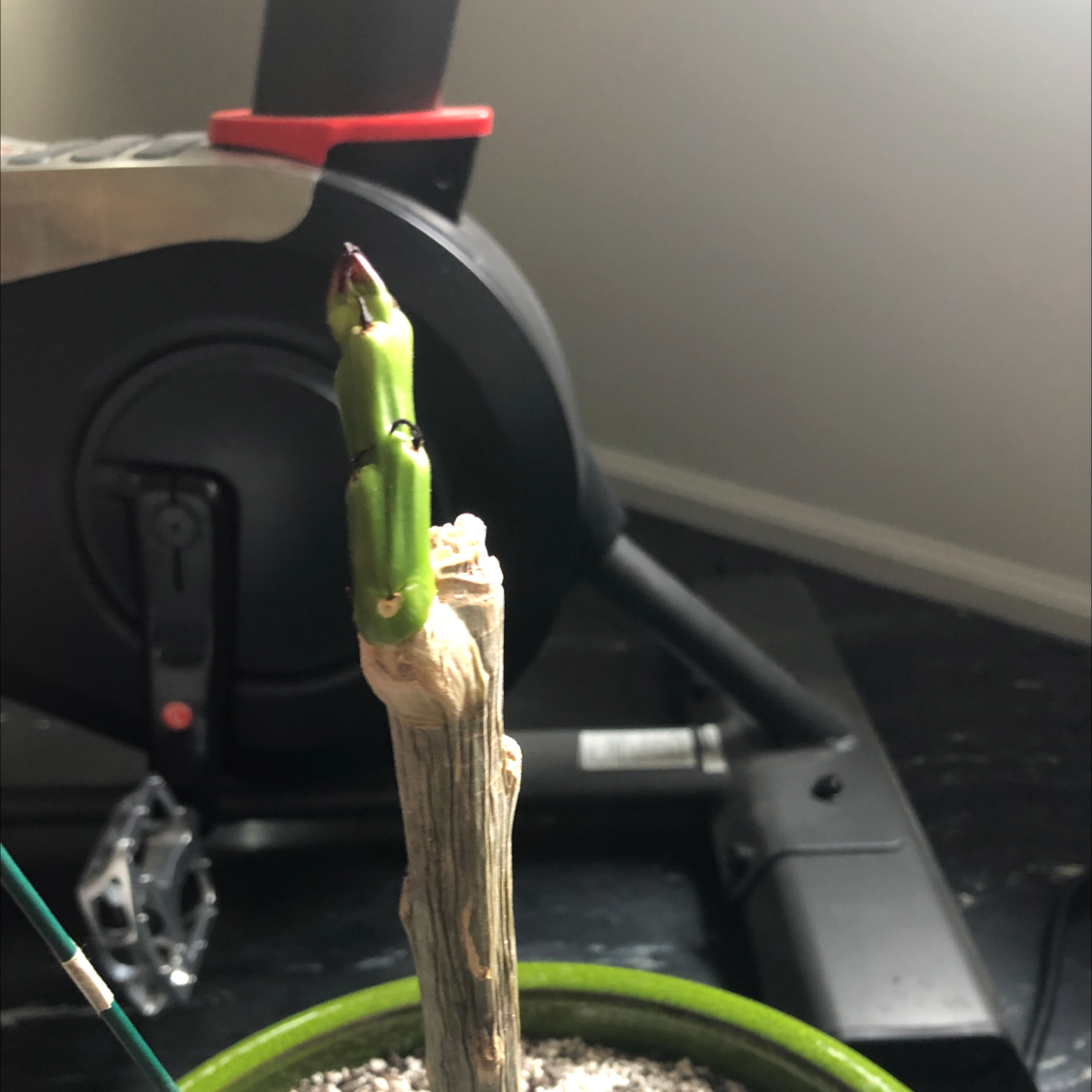 Potted Red Frangipani with a green shoot emerging from a woody stem, indoor setting.