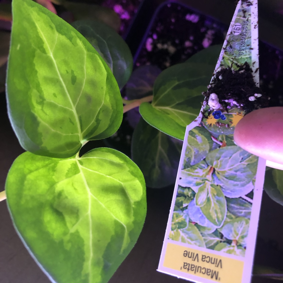 Close-up of healthy, vibrant green heart-shaped leaves of a Vinca major plant, with plant tag visible in frame.