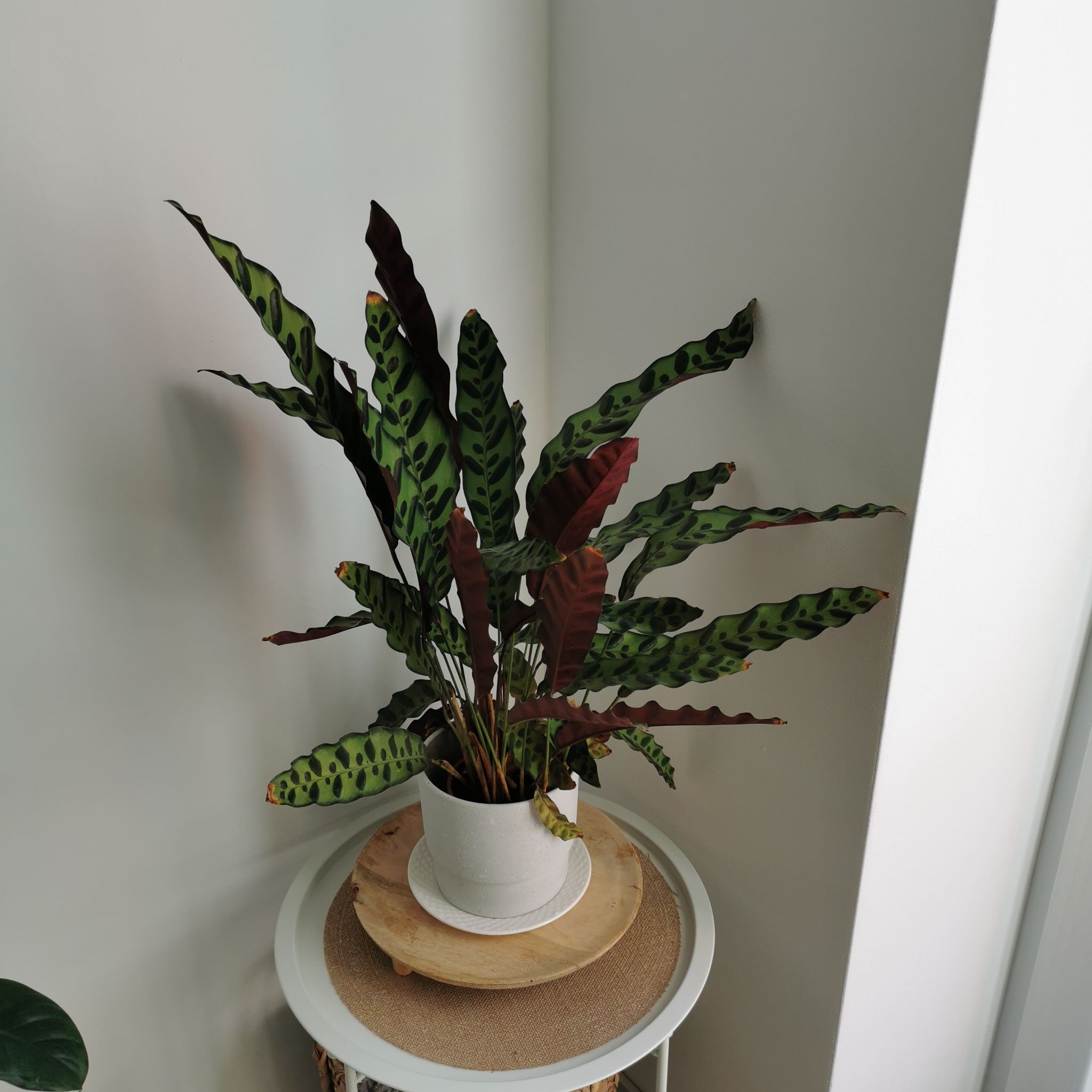 Photo of the plant species Rattlesnake Plant by @GermaneBagpod named Liz on Greg, the plant care app