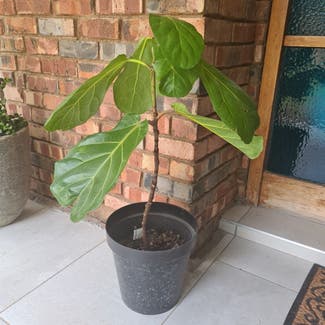 Fiddle Leaf Fig plant in Kimberley, Northern Cape