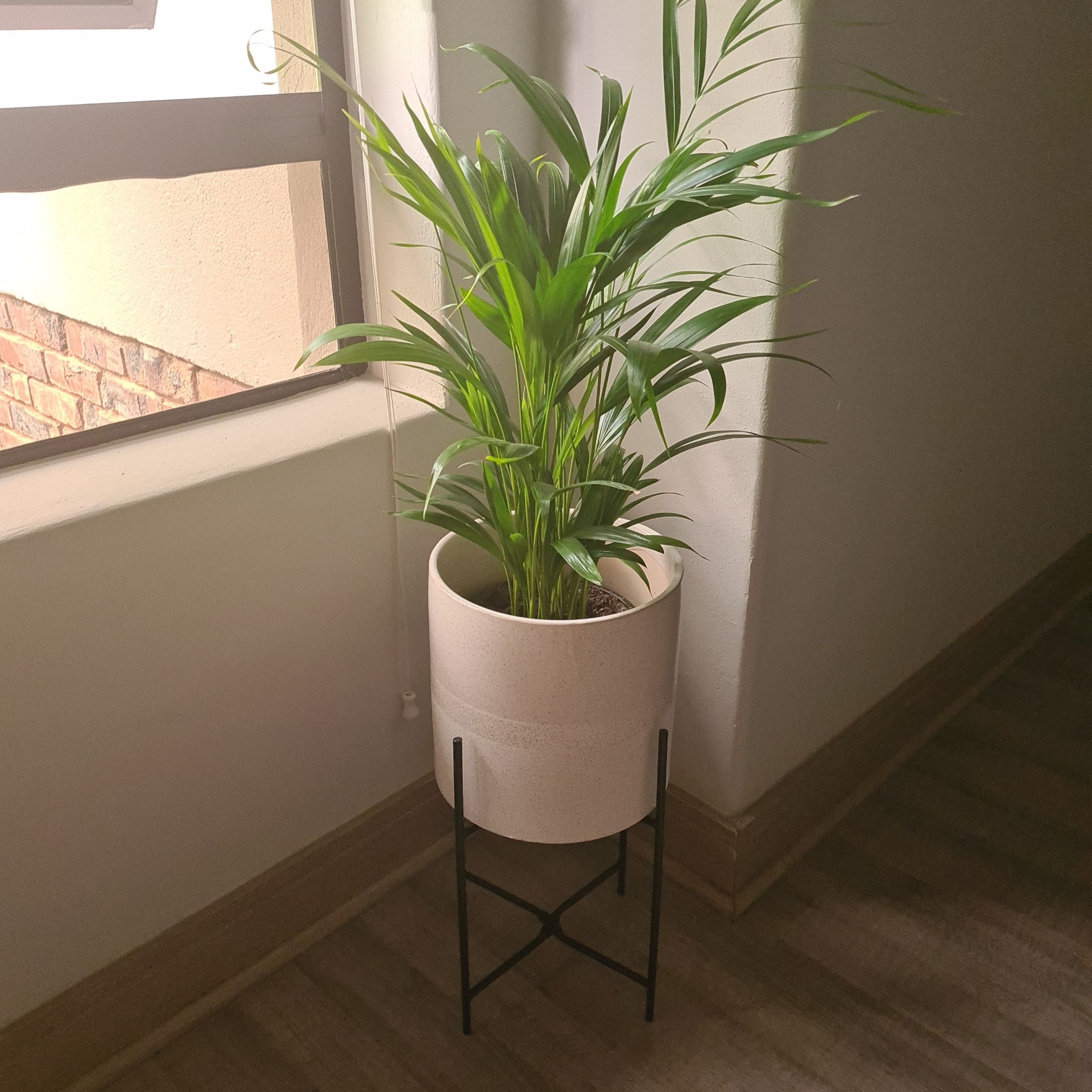 Photo of the plant species Kentia Palm by @UprightBacopa named Palm on Greg, the plant care app