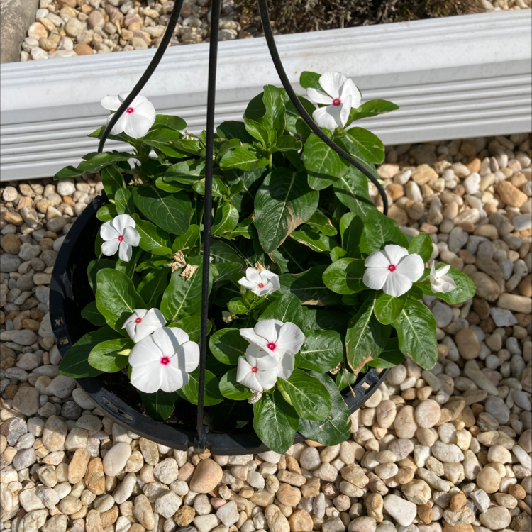 Bright Eyes plant in a hanging pot with white flowers and green leaves, surrounded by pebbles.