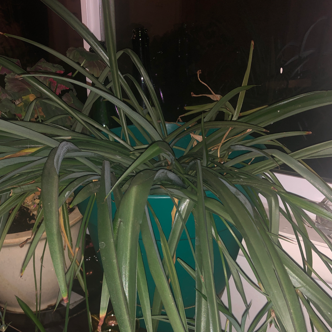 Spider Plant plant photo by Mia named Fernie Mac on Greg, the plant care app.