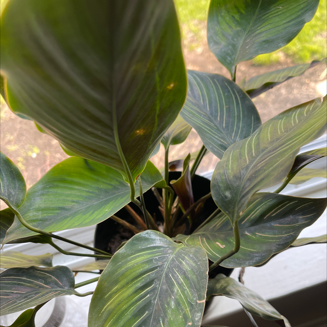 Calathea 'Beauty Star' plant with slight leaf browning near a window.