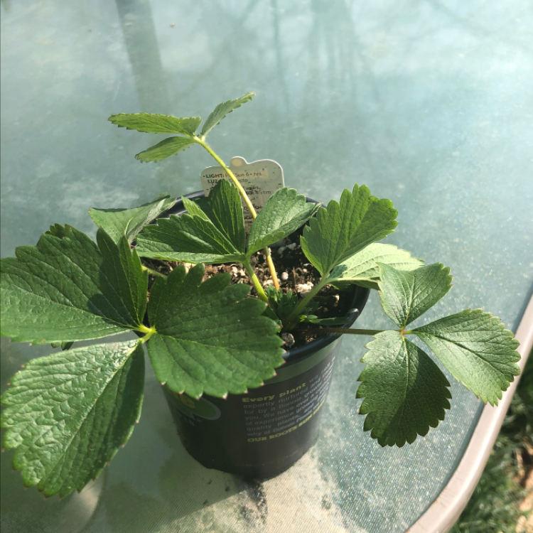 California Strawberry plant photo by @markayler named Willow on Greg, the plant care app.
