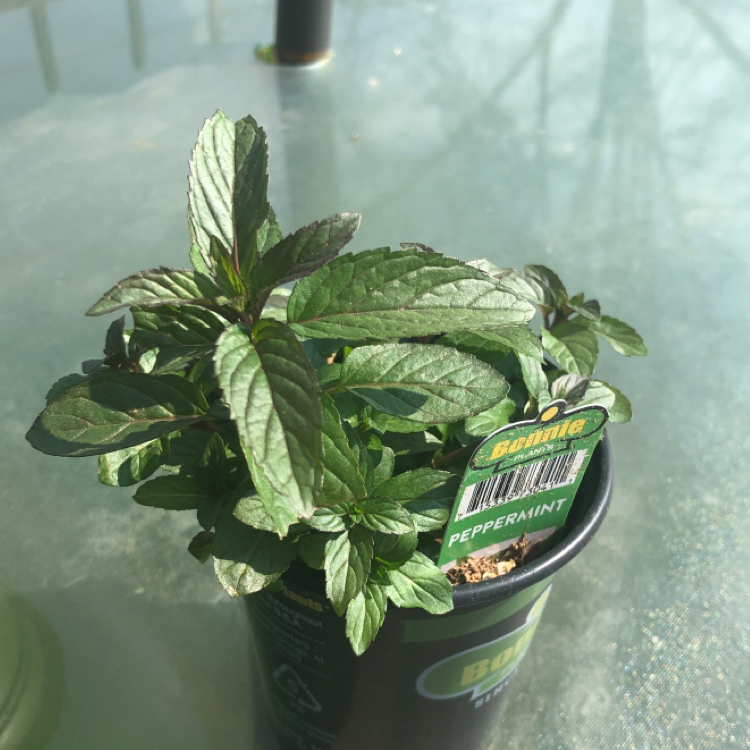 Spearmint plant photo by @markayler named Hamilton on Greg, the plant care app.