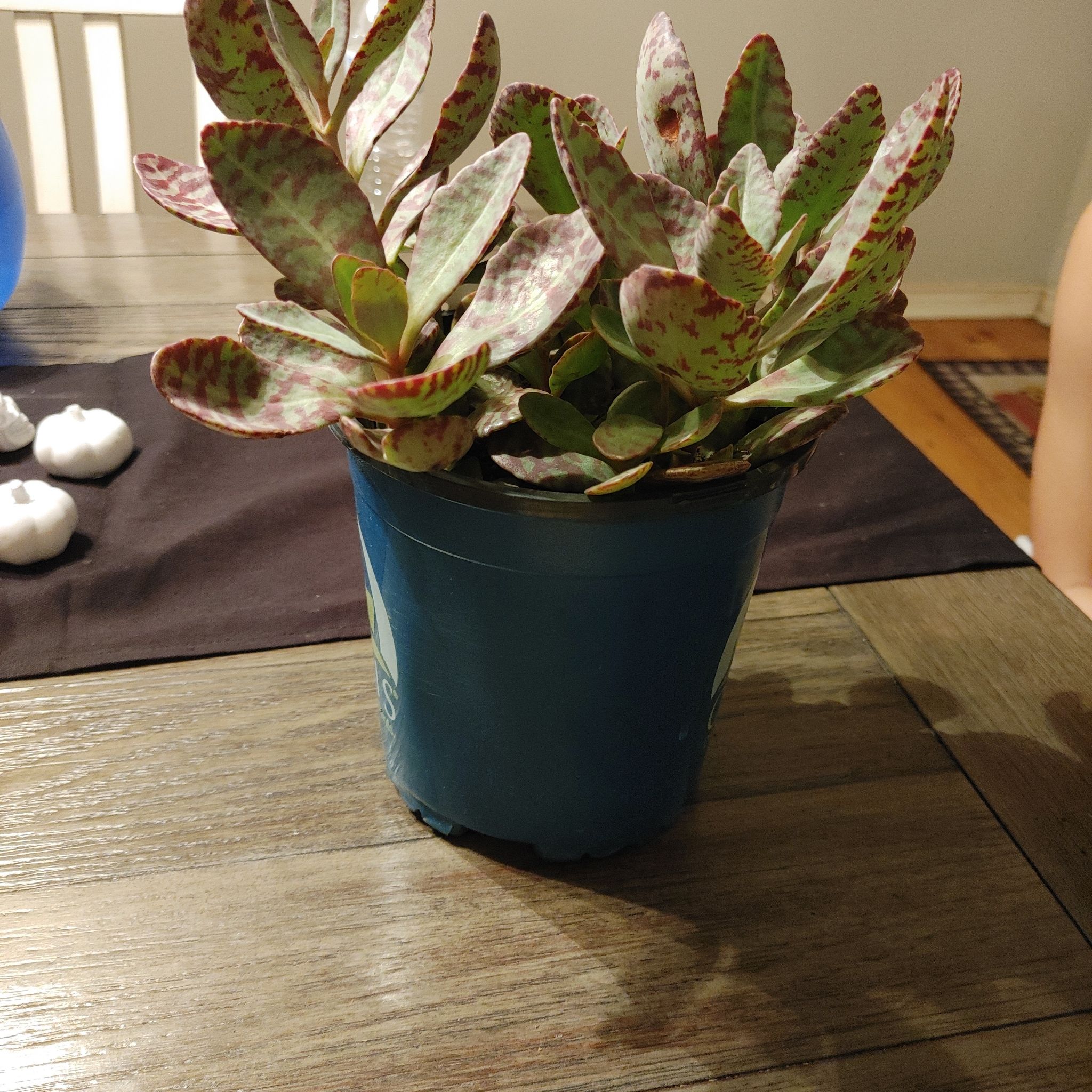 Potted Kalanchoe humilis plant with spotted leaves on a wooden table.