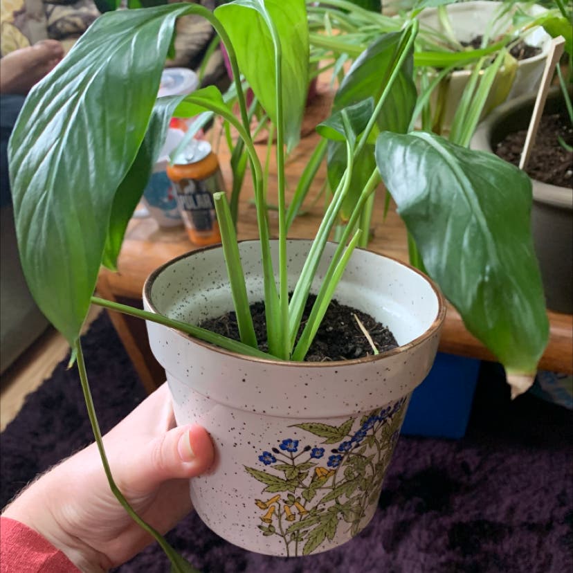 why are my peace lily leaves curling
