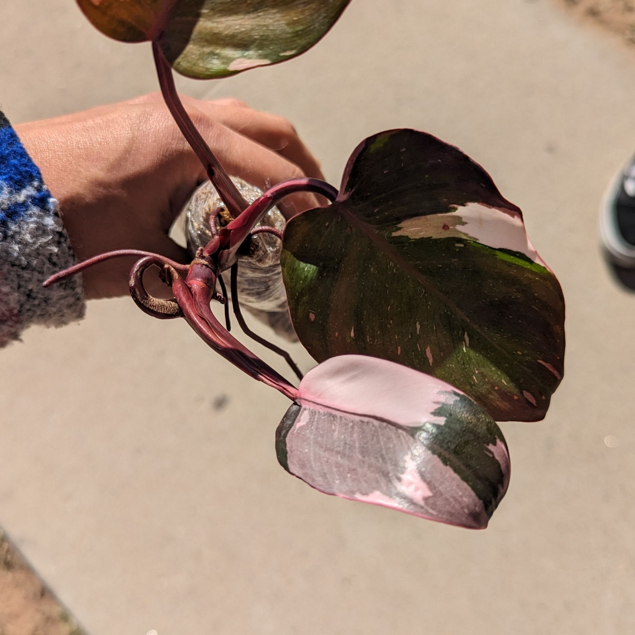 Philodendron Red Anderson plant with variegated leaves held by a hand.