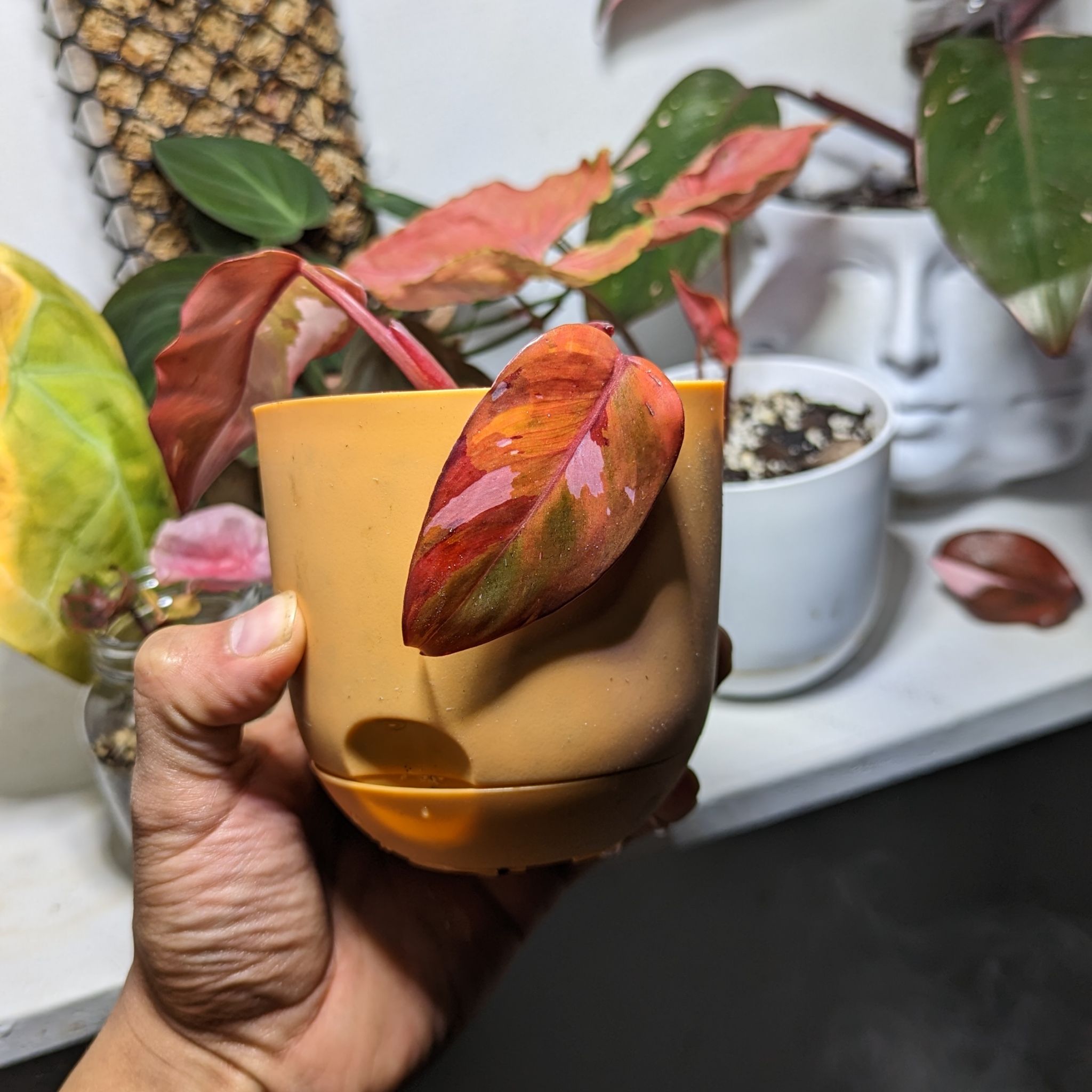 Philodendron Red Anderson plant in a pot with some yellowing leaves, held by a hand.