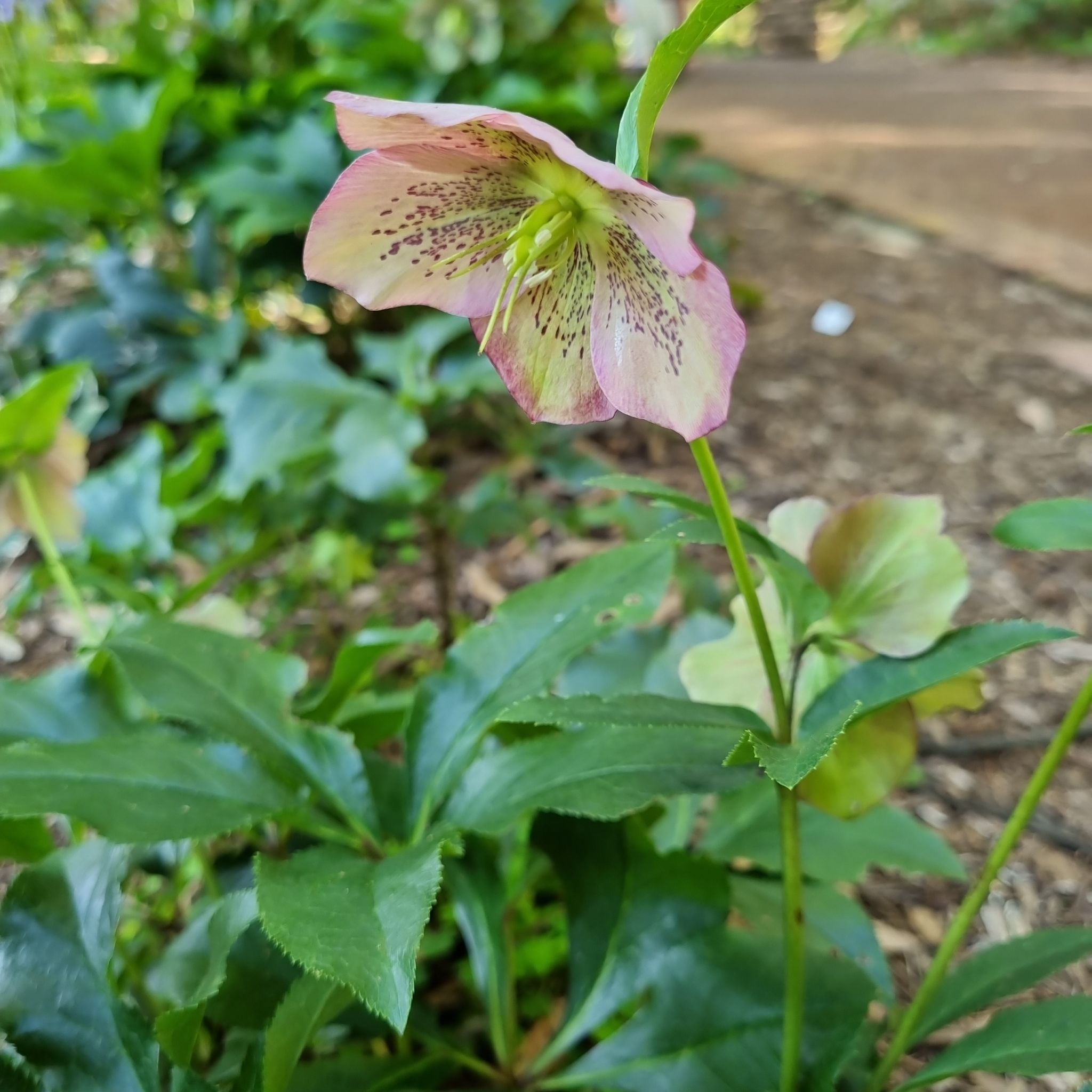 Lenten Rose plant with a prominent flower, healthy green leaves, and visible soil.
