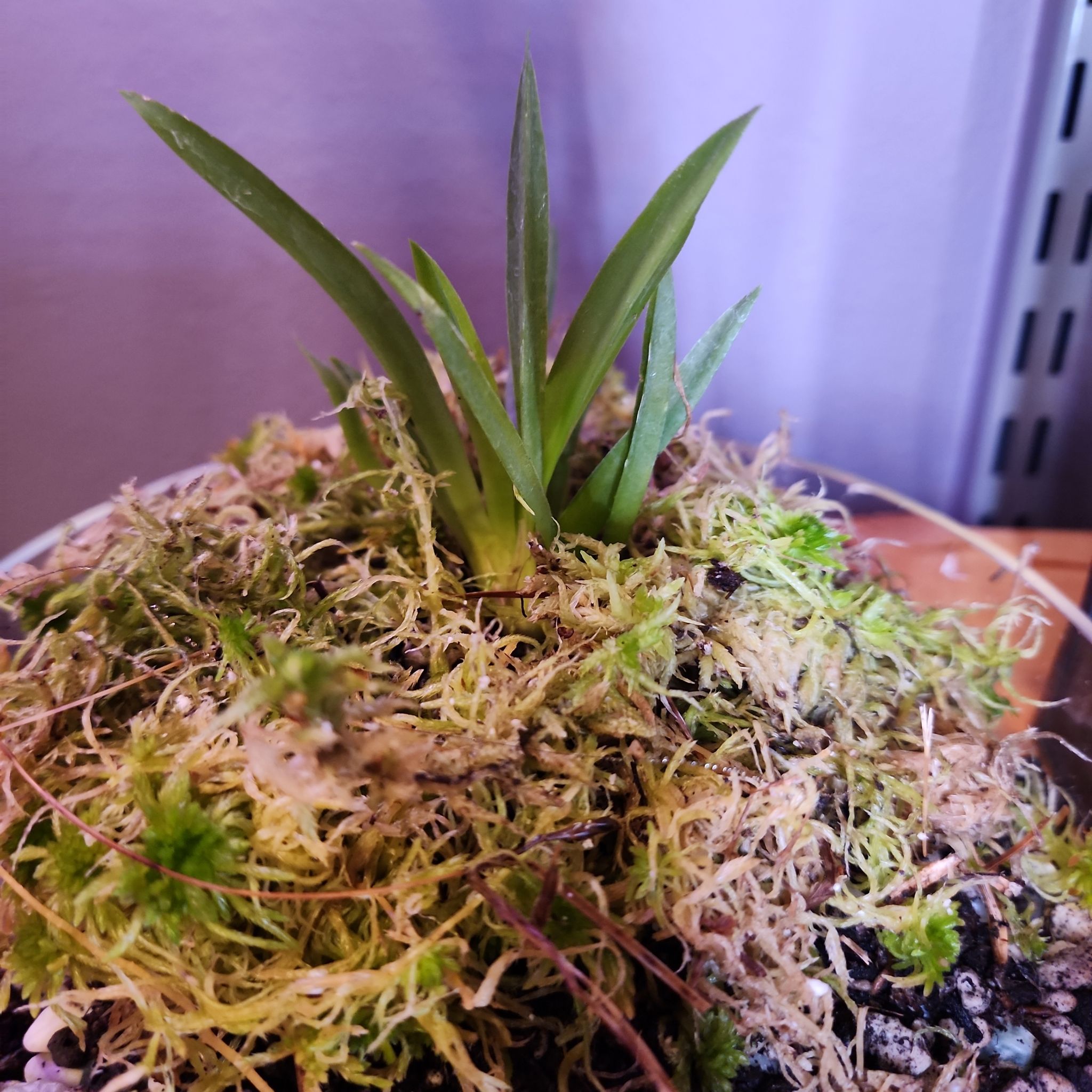 Photo of the plant species Hula Lalau Volcano Queen Orchid by @ShadesofGreen named Orca on Greg, the plant care app