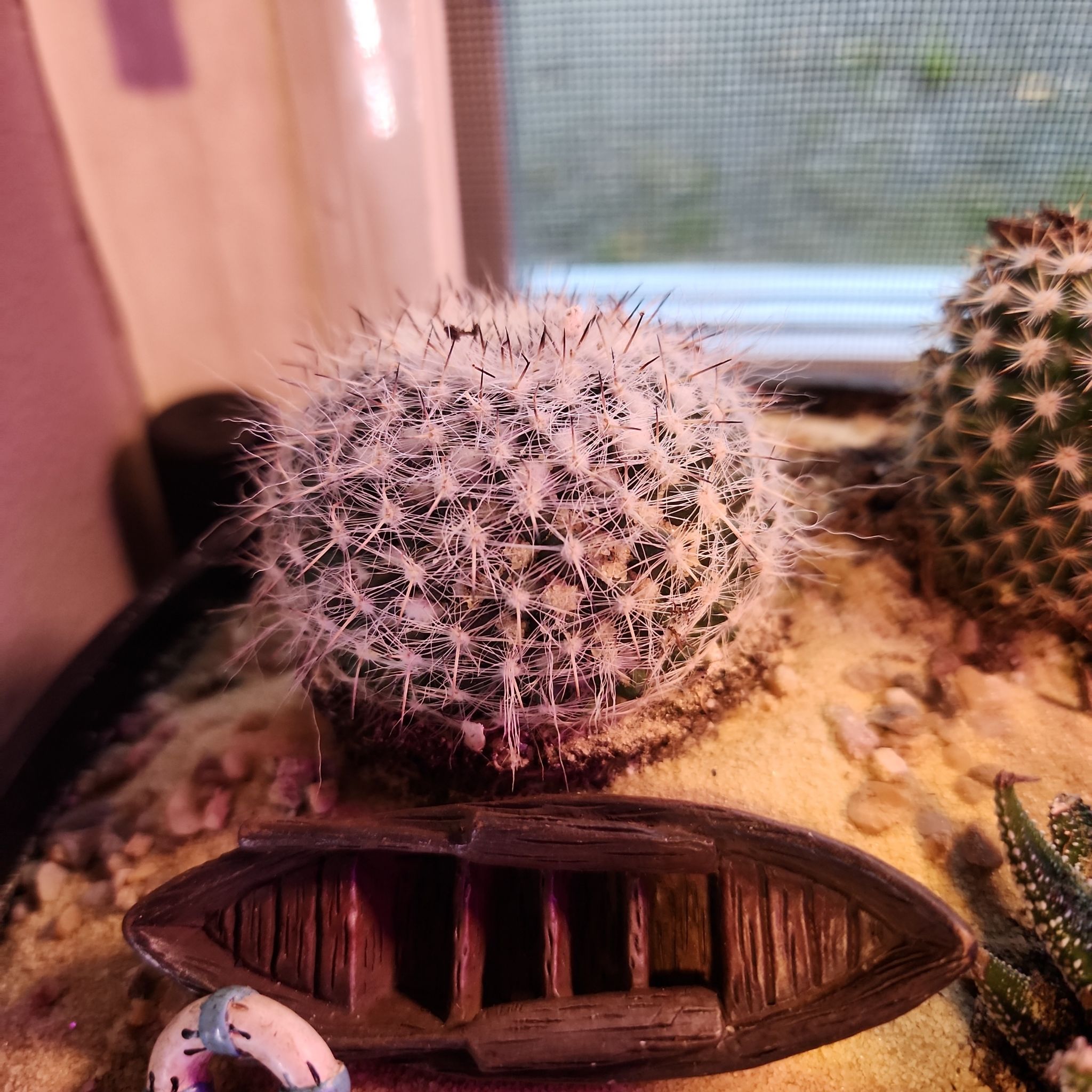 Powder Puff Cactus (Mammillaria bocasana) in a pot with sandy soil, well-framed and healthy.