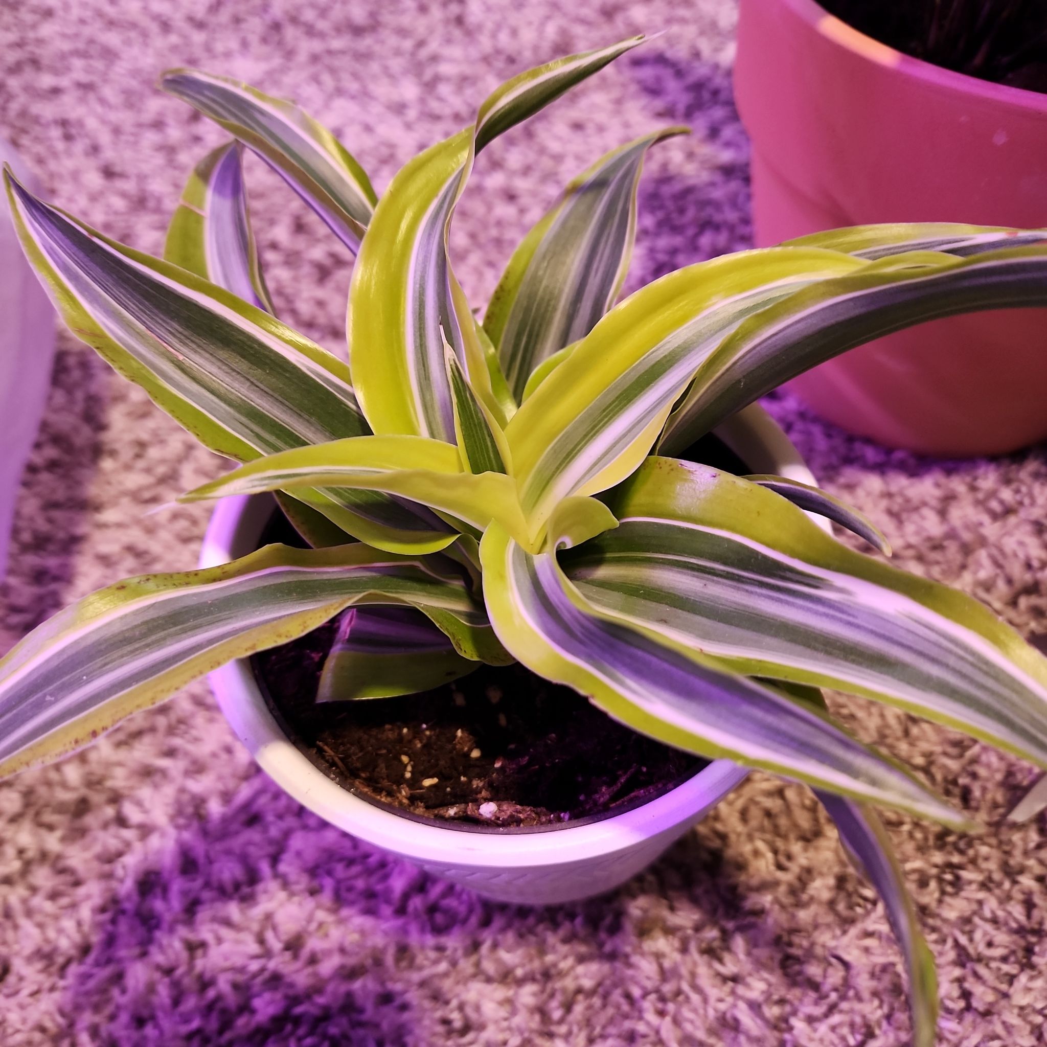 Dracaena Limelight plant in a white pot with vibrant green and white striped leaves.