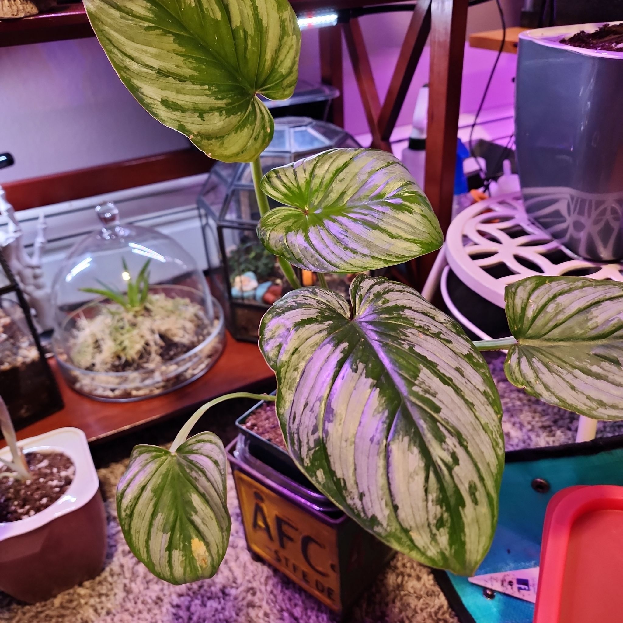 Philodendron 'Silver Cloud' with variegated leaves, healthy and well-formed.