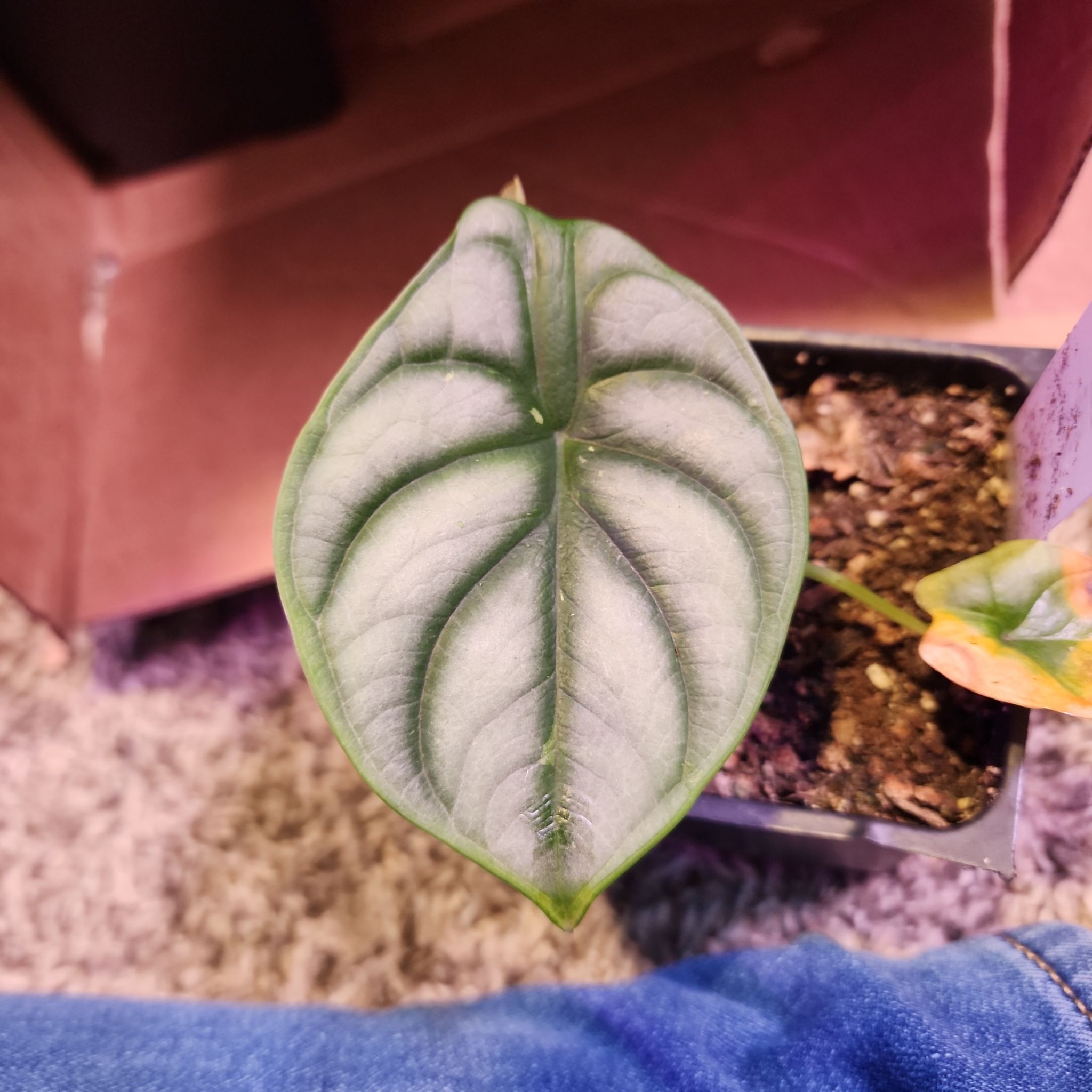 Alocasia nebula 'Imperialis' leaf in a pot with visible soil.