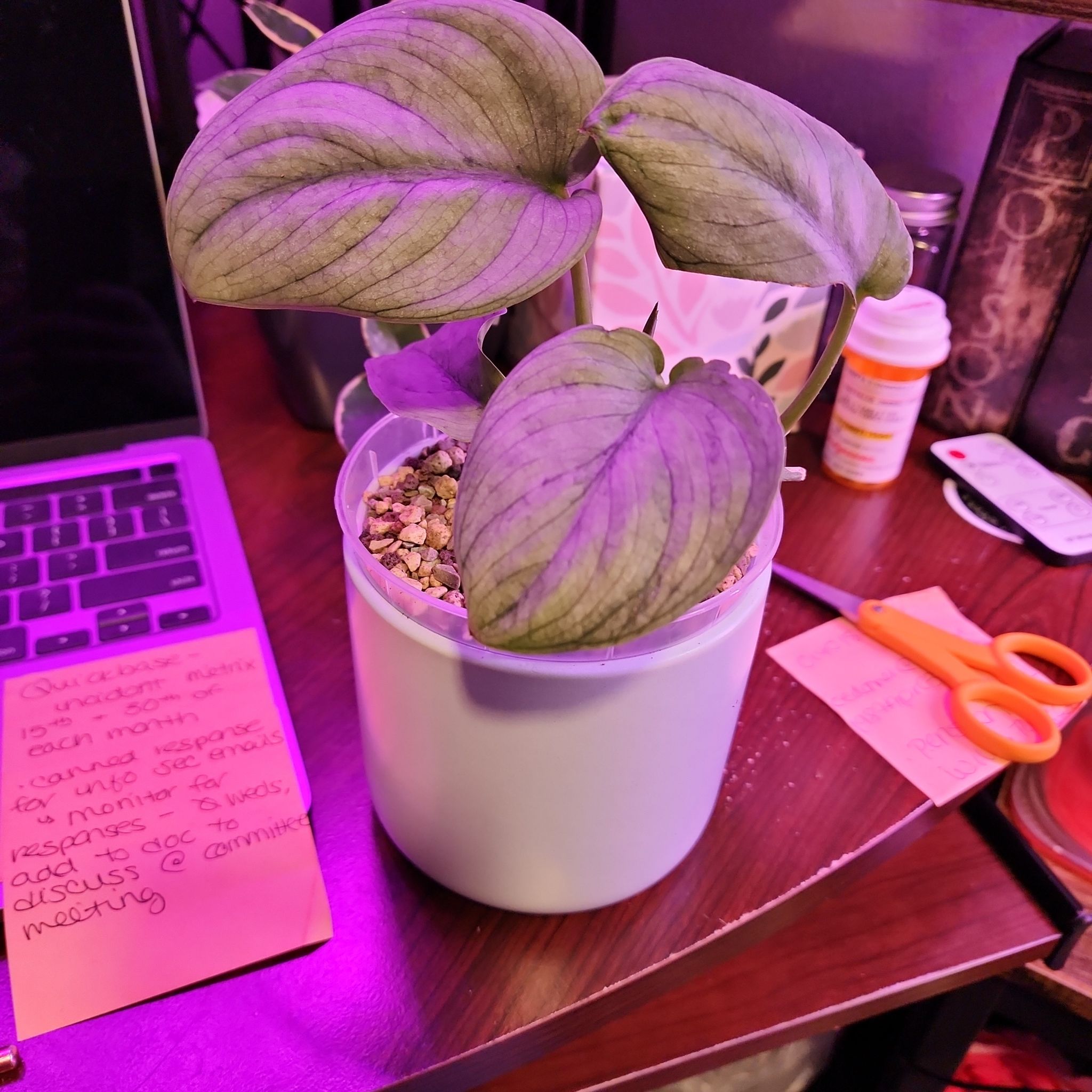 Scindapsus pictus 'Silver Hero' plant in a pot on a desk with various items around.
