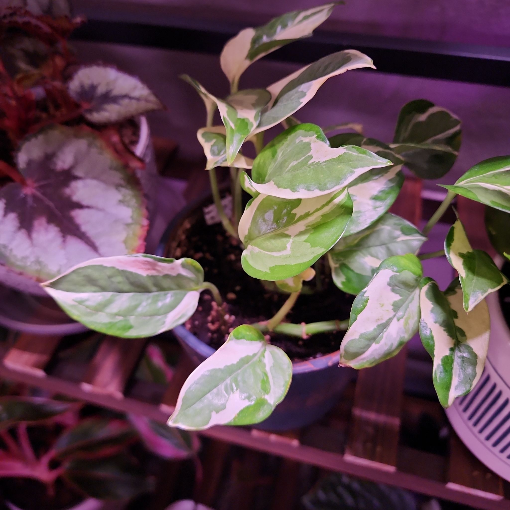 Glacier Pothos plant with variegated green and white leaves in a pot. Soil is visible.