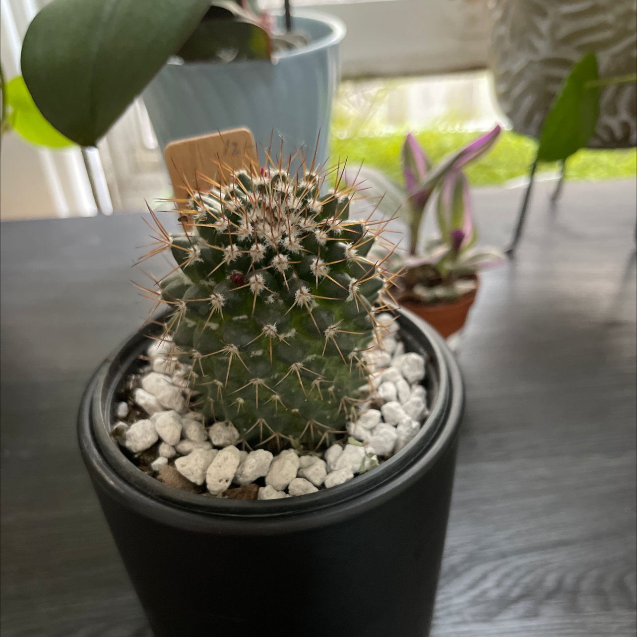 Mexican Pincushion cactus in a black pot with white gravel, other plants in the background.