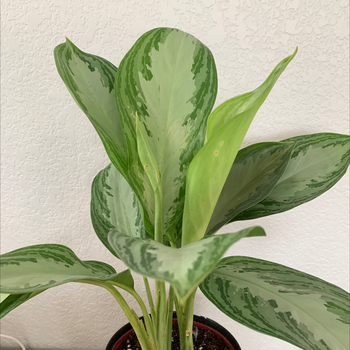 Chinese Evergreen plant photo by @AllieT named Paint on Greg, the plant care app.