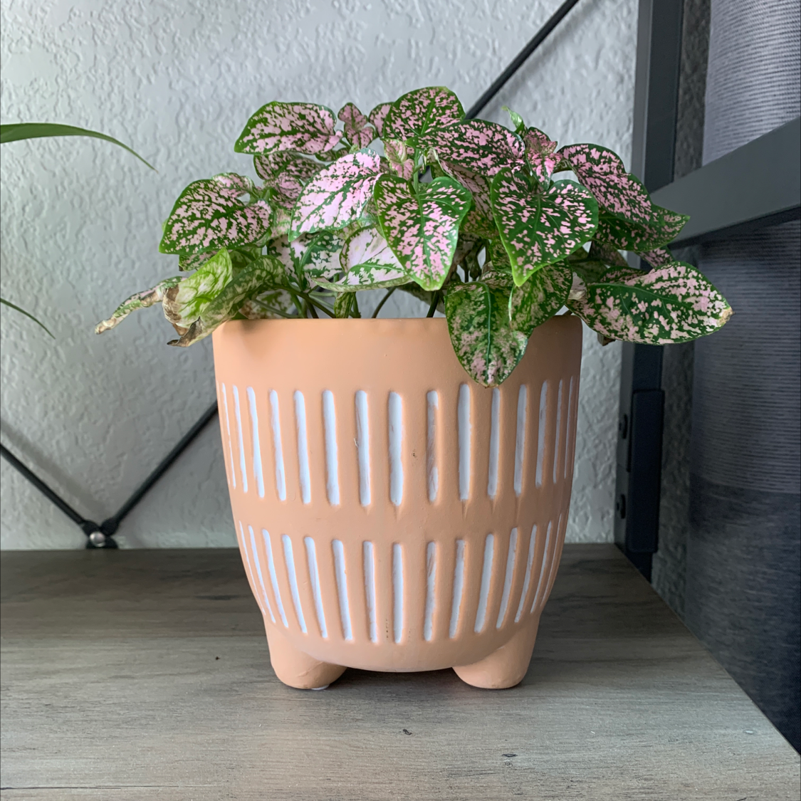 Polka Dot Plant plant photo by @AllieT named Greg on Greg, the plant care app.