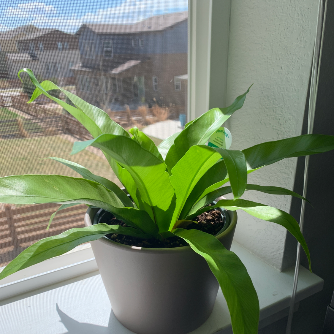 Photo of the plant species Bird's Nest Fern by @AllieT named Frankie on Greg, the plant care app
