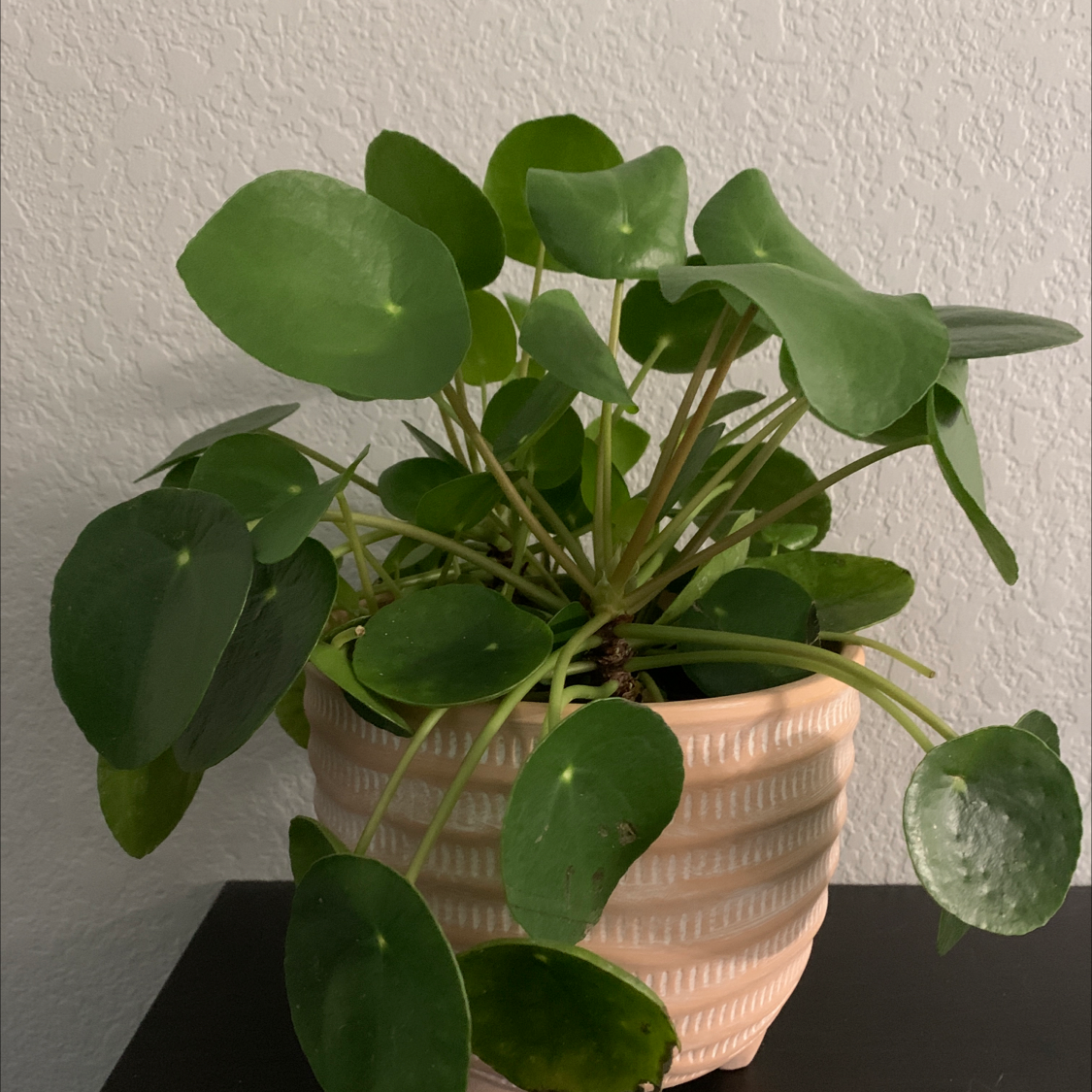Chinese Money Plant plant photo by @AllieT named Lilly on Greg, the plant care app.