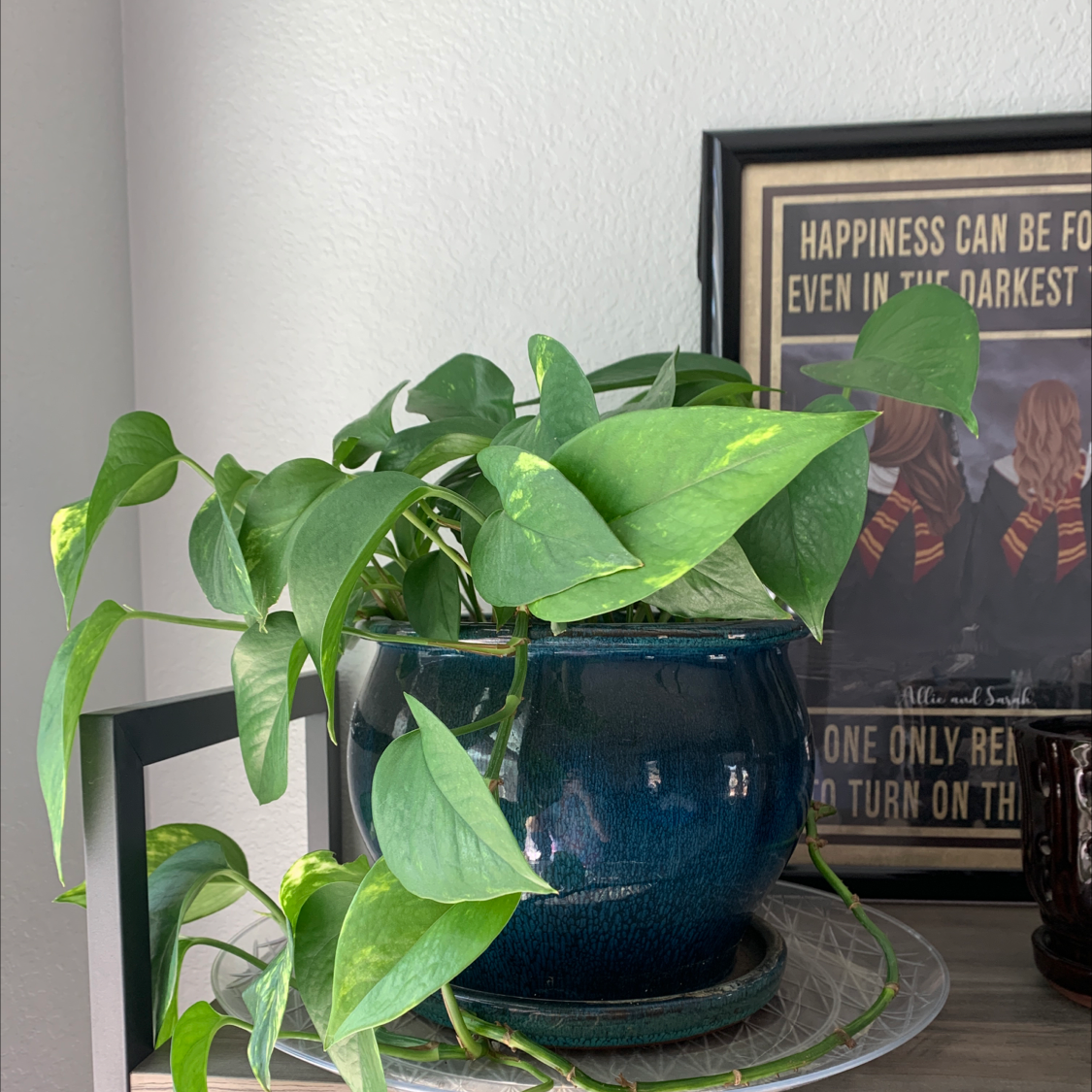 Taro Vine plant photo by @AllieT named Merve on Greg, the plant care app.