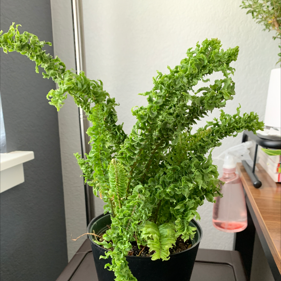 Boston Fern plant photo by @AllieT named Crimpy on Greg, the plant care app.