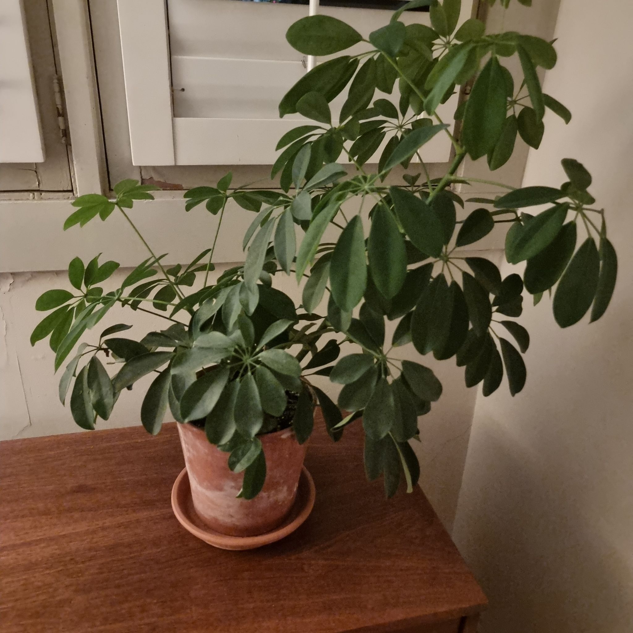 Photo of the plant species Dwarf Umbrella Tree by @TryLipandra named Maricleide on Greg, the plant care app