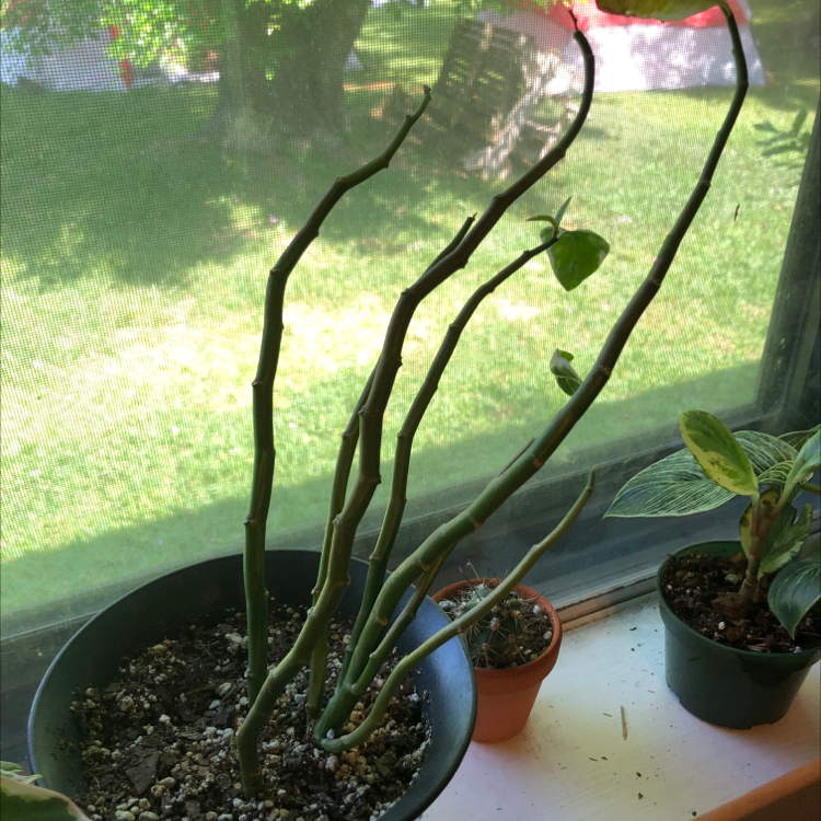 Several healthy potted Japanese Poinsettia plants with curved stems on a sunlit windowsill, soil visible in pots.
