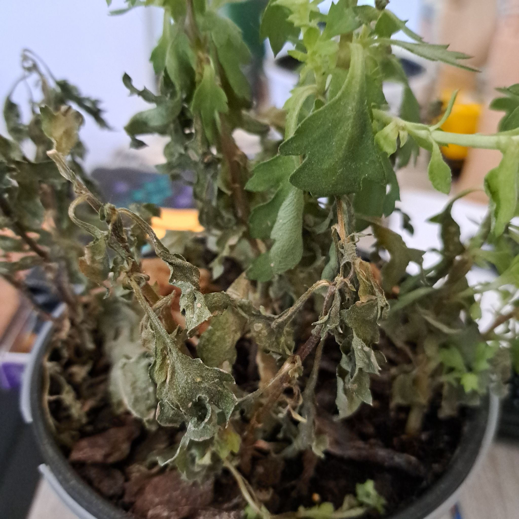 Photo of the plant species Bush Arrowleaf by @TopdogWineberry named Plant Child on Greg, the plant care app