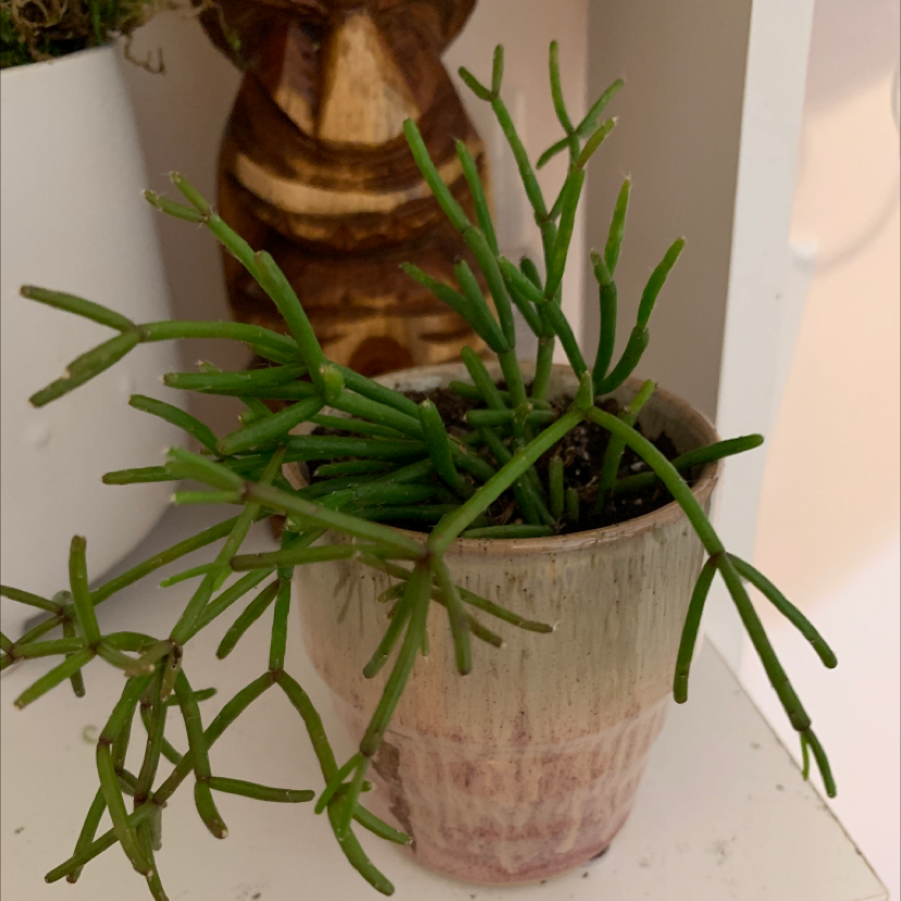 Potted Dancing Bones cactus with thin green stems, healthy appearance.