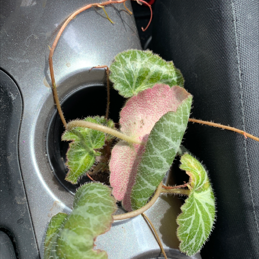 Strawberry Begonia plant with fuzzy leaves in a car cup holder.