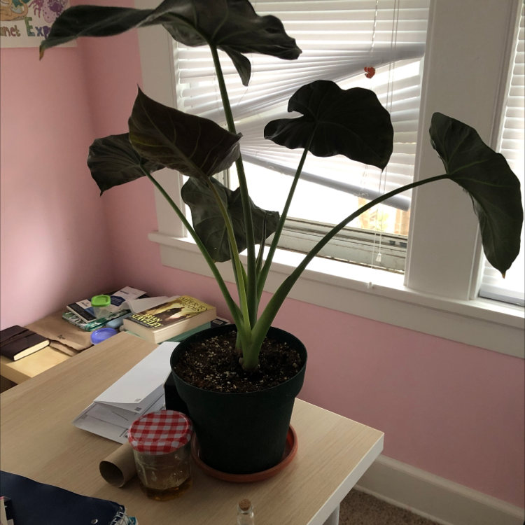 Indoor potted Jewel Alocasia plant with large, dark green leaves on a table near a window.