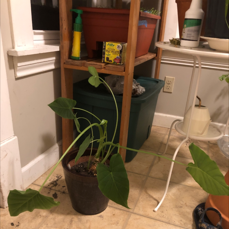 Photo of the plant species Alocasia 'Portora' by @biblobaggins named Puddleglum on Greg, the plant care app