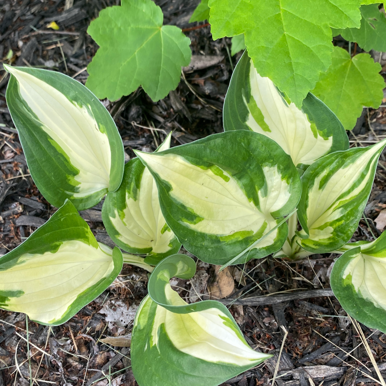 Siebold's Plantain Lily with variegated green and white leaves, healthy and well-framed.