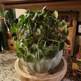 Silver Frost Peperomia plant in Lakeside, California