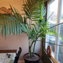 Areca Palm plant