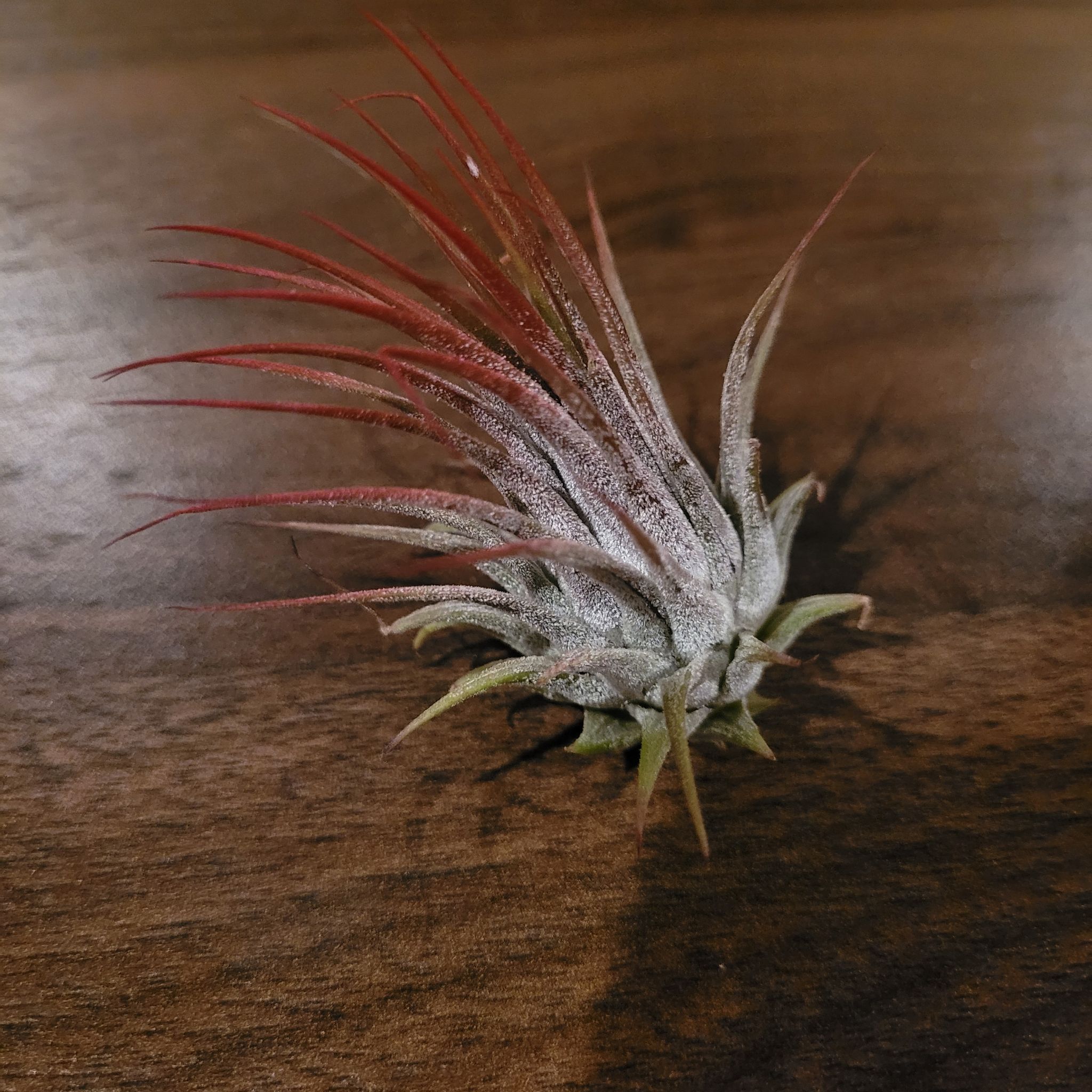 Tillandsia ionantha 'Guatemala' plant with vibrant red and green leaves on a wooden surface.