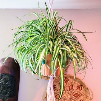 Spider Plant plant in Lakeside, California