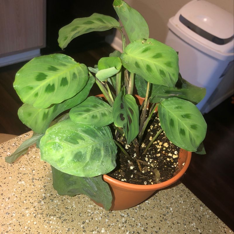 Healthy green prayer plant in brown pot on speckled kitchen counter, leaves folded upwards in praying hands pose, no damage visible.