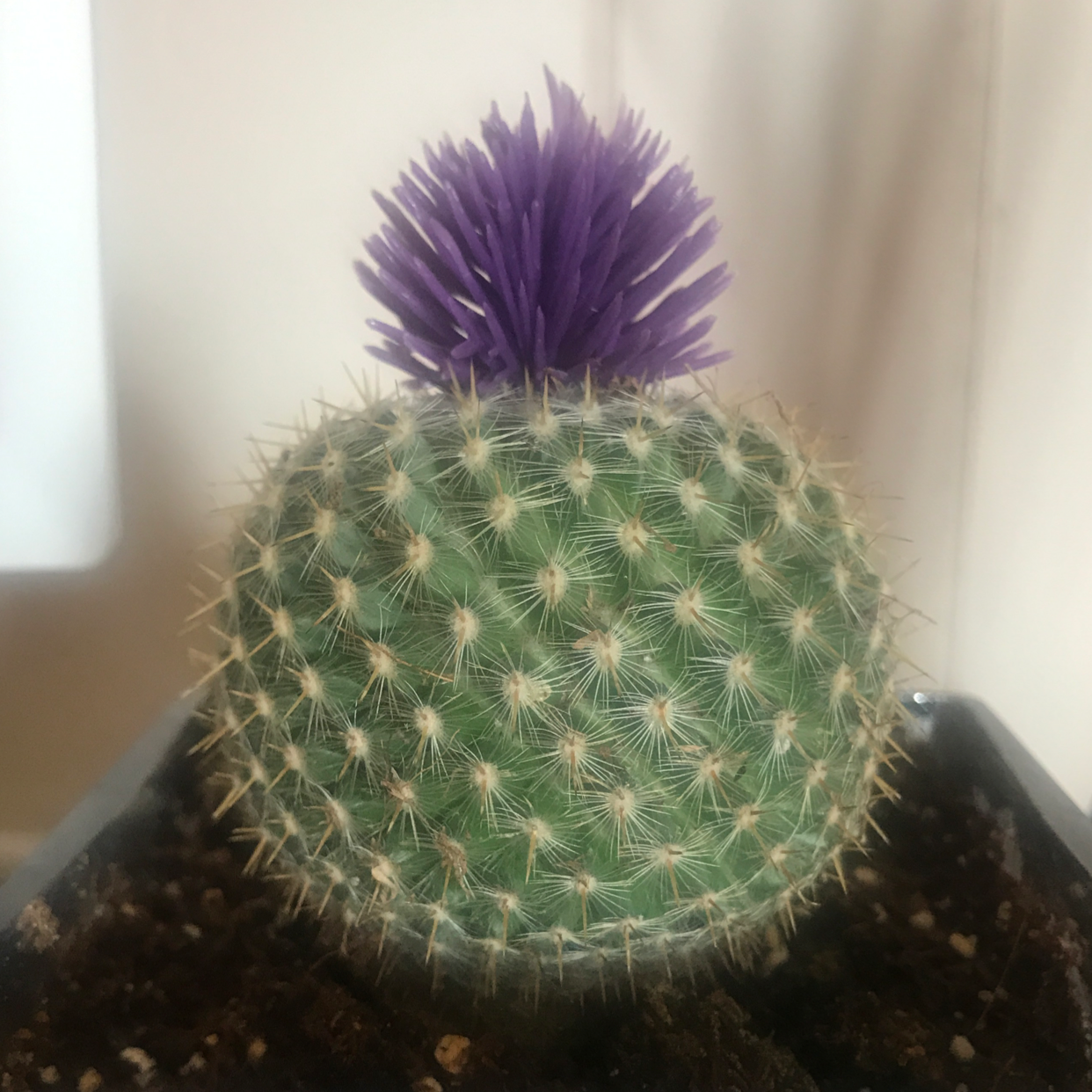 Mammillaria Haageana cactus with a purple flower on top, well-framed and in focus.