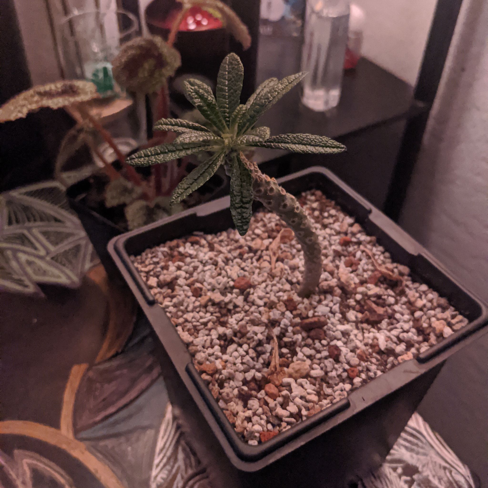 Photo of the plant species Dorstenia gigas by @MunificentMango named Dorstenia on Greg, the plant care app