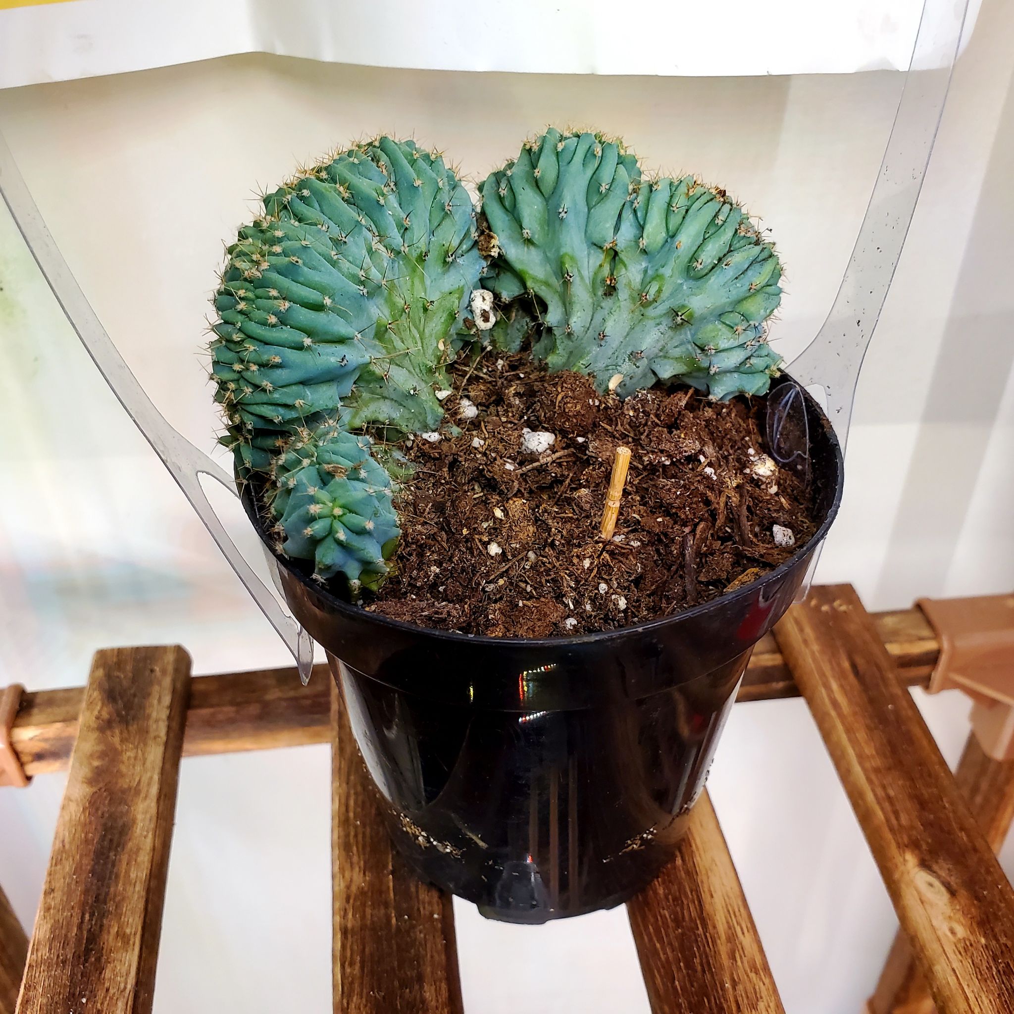 Crested Blue Flame cactus in a black pot with visible soil, well-framed and in focus.