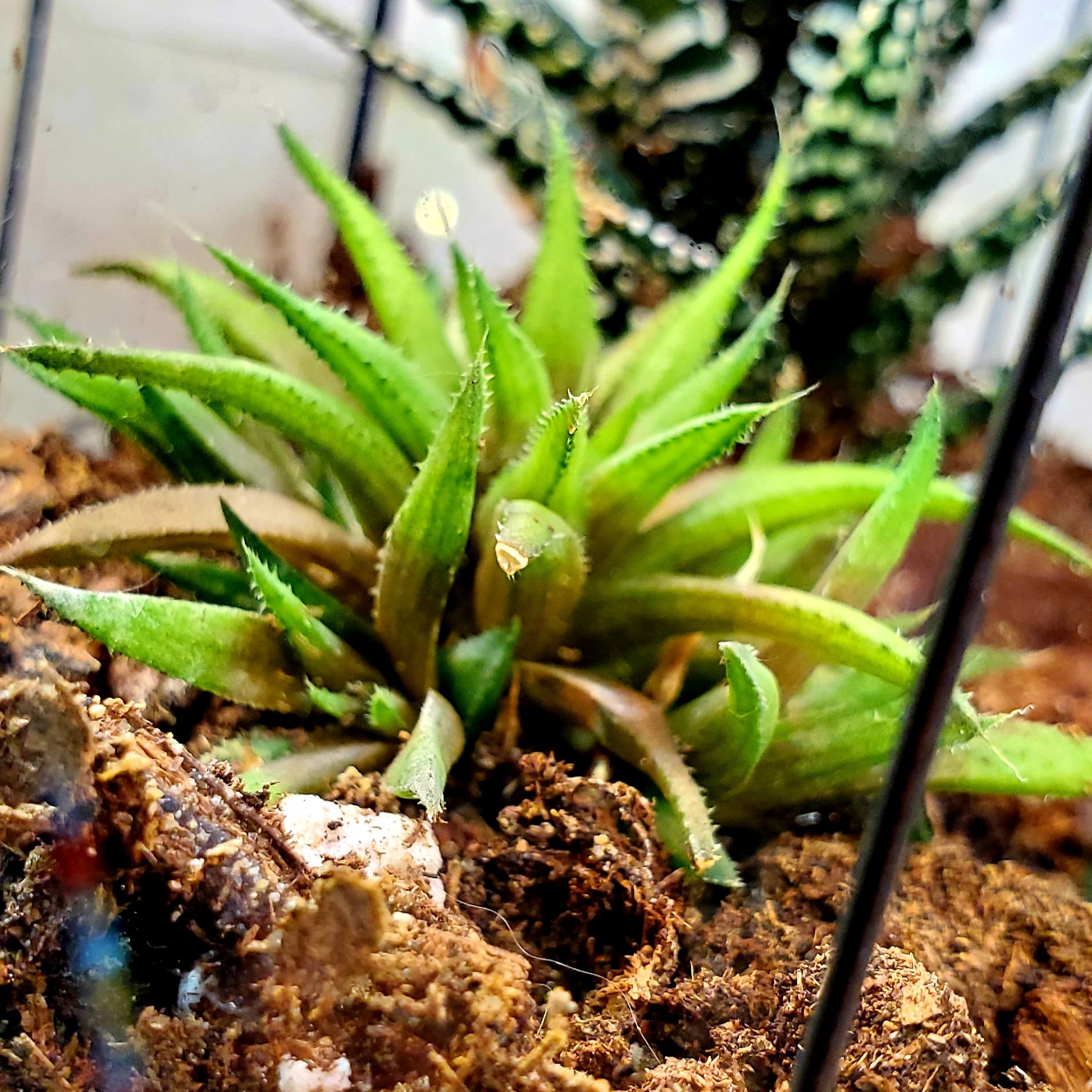 Photo of the plant species Haworthia chloracantha by @BrawnyCowbane named Maybe haworthia on Greg, the plant care app